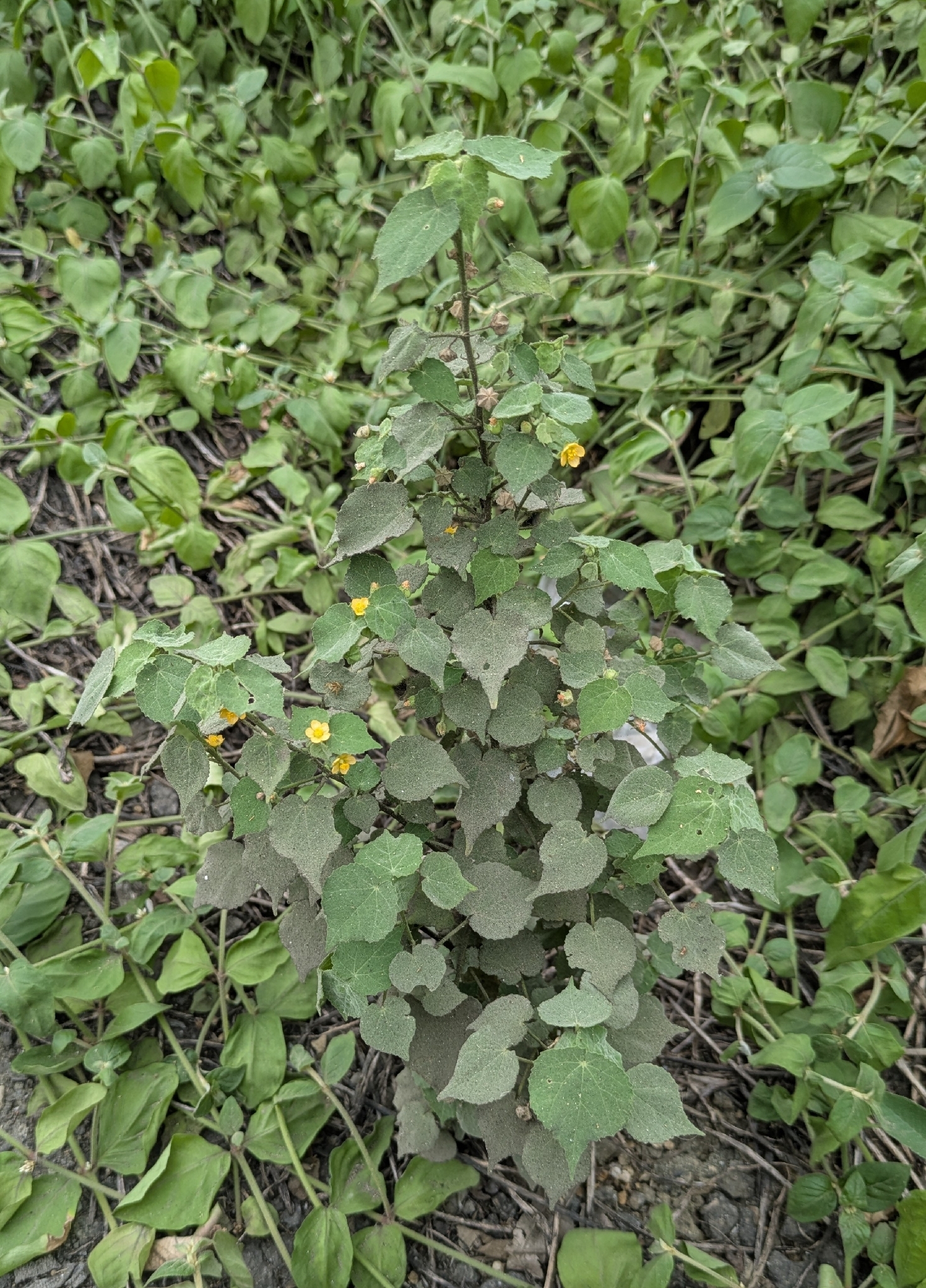 Abutilon viscosum (L.) Dorr 3