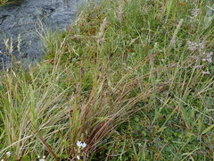 Carex petriei
