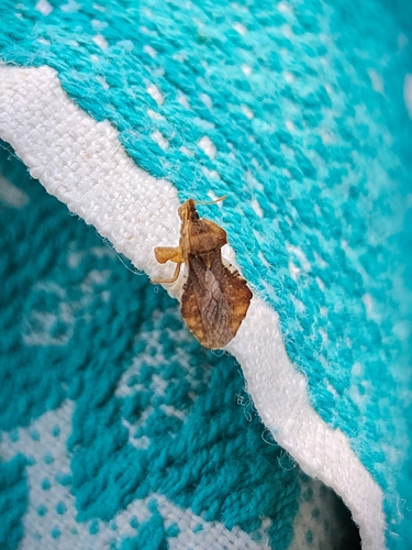 Phymata crassipes