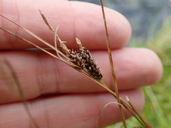 Carex petriei