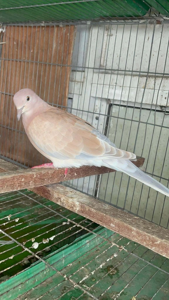 Ocyphaps × Streptopelia