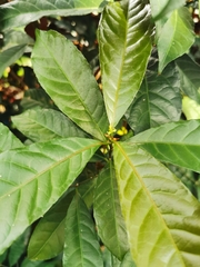 Excoecaria cochinchinensis