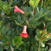Rhododendron - Photo (c) Alan Jolliffe,  זכויות יוצרים חלקיות (CC BY-NC), הועלה על ידי Alan Jolliffe