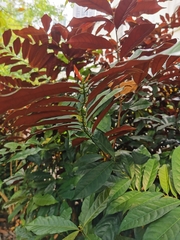 Excoecaria cochinchinensis