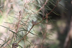 Hakea carinata