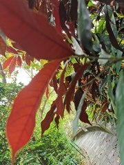 Excoecaria cochinchinensis