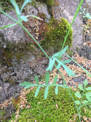 Papaver heterophyllum