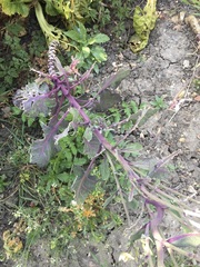 Brassica oleracea gemmifera