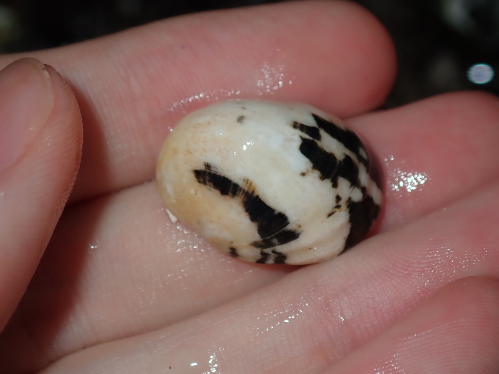 Blotched nerite