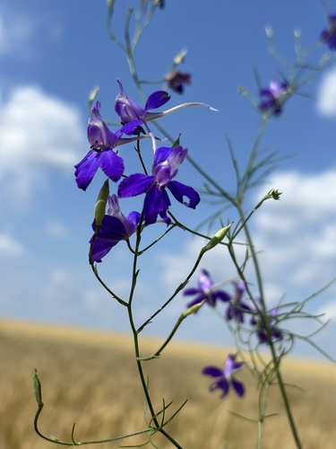 Forking Larkspur