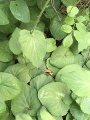 Doronicum pardalianches