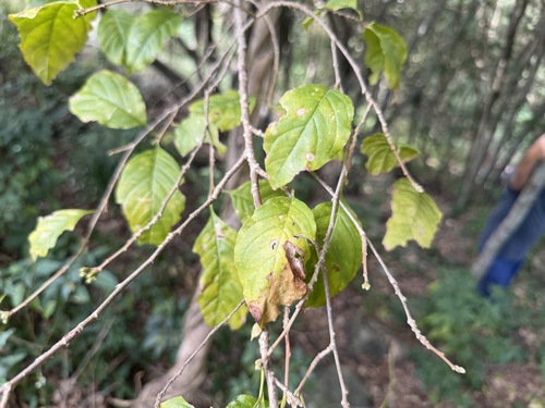 Turraea pubescens observed 2026-07-11