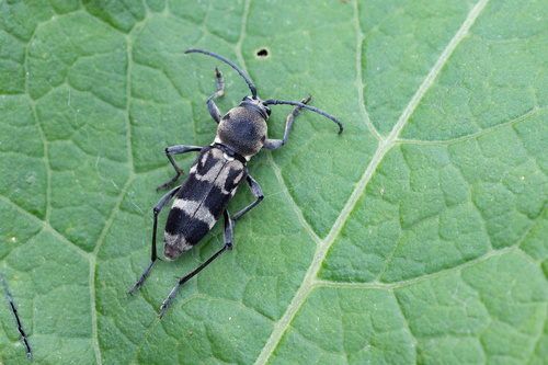 Chlorophorus sulcaticeps