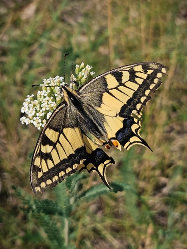 Old World Swallowtail