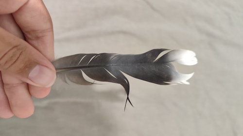 Plume de Tourterelle des bois