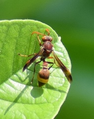 Ropalidia