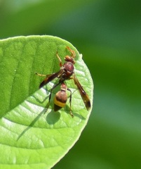 Ropalidia