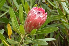 Protea compacta × susannae