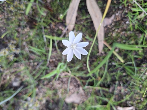 Drosera heterophylla