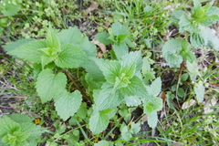 Lamium album