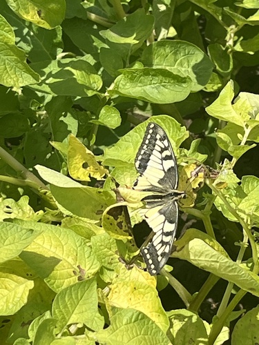 Old World Swallowtail