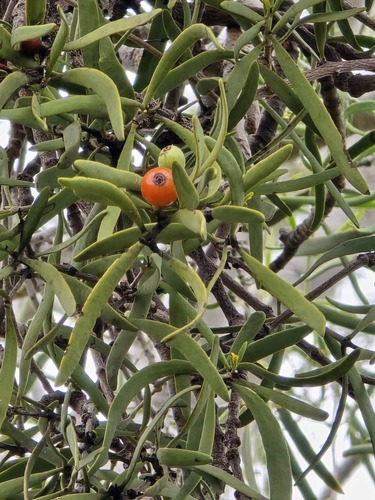 Lysiana exocarpi exocarpi