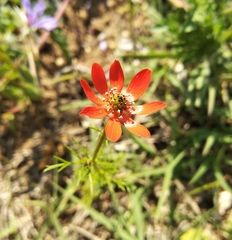 Adonis flammea