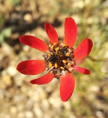 Adonis flammea