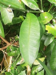 Tabernaemontana ventricosa