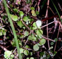 Coprosma rhamnoides