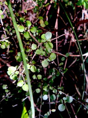 Coprosma rhamnoides