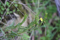 Goodenia amplexans