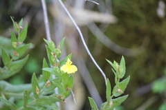 Goodenia amplexans