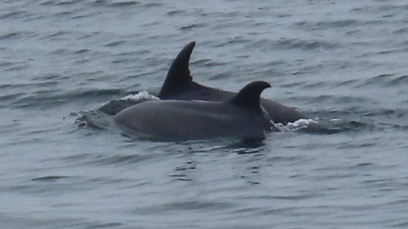 Tursiops truncatus