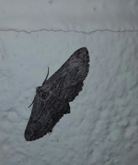 Geometridae