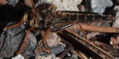 iNaturalist observation photo of Stenopogonini