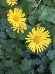 Doronicum pardalianches