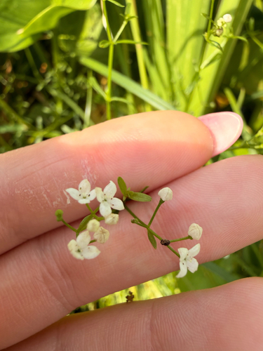 Наблюдение на iNaturalist