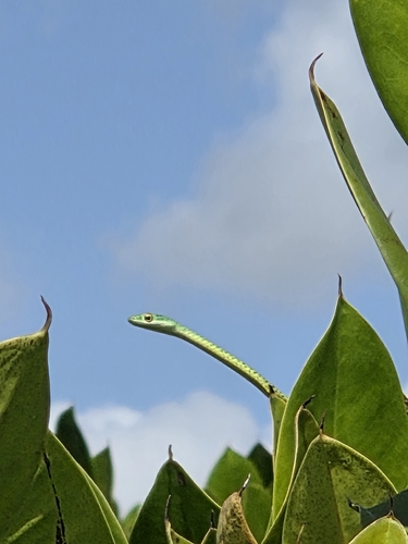 Spotted Bush Snake