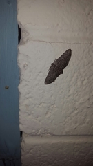 Geometridae