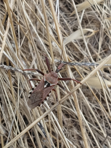 Rhynocoris erythropus