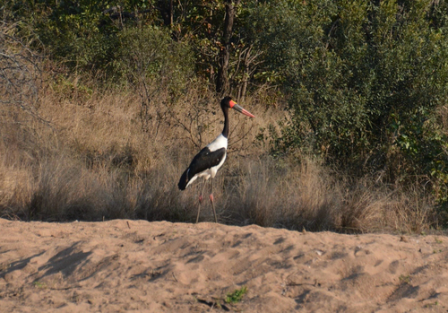 iNaturalist image