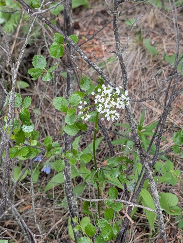 Valeriana dioica, photograph 3