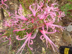 Nerine filifolia