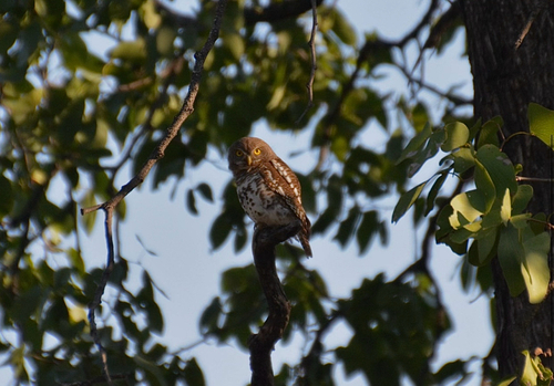 iNaturalist image