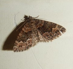 Xanthorhoe vacuaria