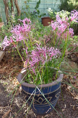 Nerine filifolia
