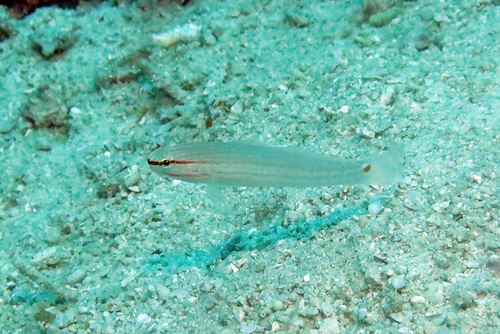 Amblygobius decussatus observed 2026-07-11