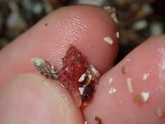 Phycothais reticulata