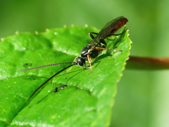 Crypteffigies lanius